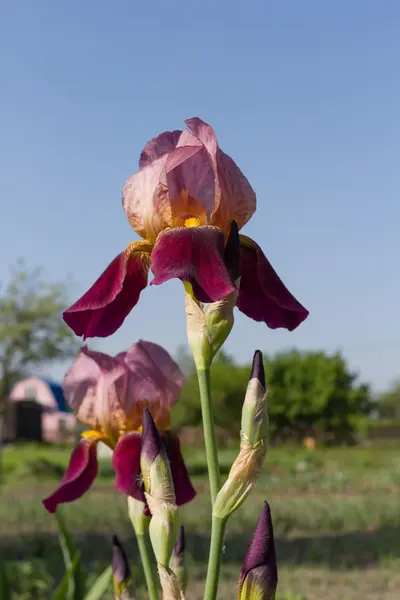 Beautiful iris flower against the blue sky. — Stock Photo, Image