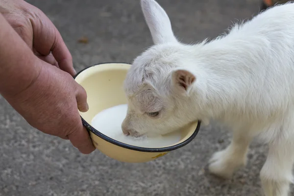 Küçük keçi sütü bir kaseden besleme.