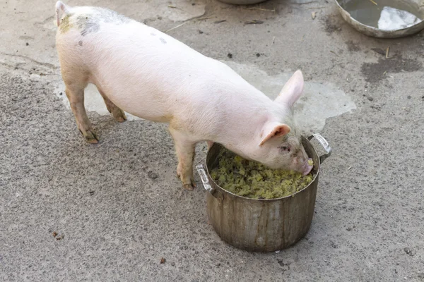 Portrait of a slovenly pig. — Stock Photo, Image