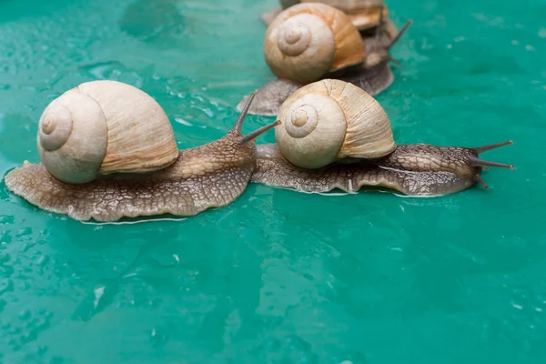 Caracol de uva arrastrándose el uno sobre el otro . — Foto de Stock