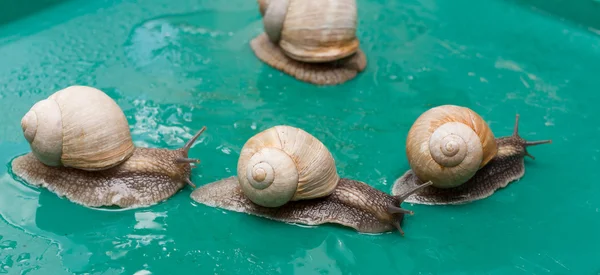 Caracol de uva arrastrándose el uno sobre el otro . — Foto de Stock