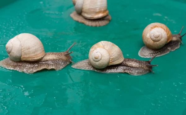 Caracol de uva sobre un fondo verde de cerca . — Foto de Stock