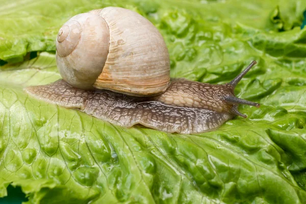 Lumaca strisciante su foglia verde. — Foto Stock