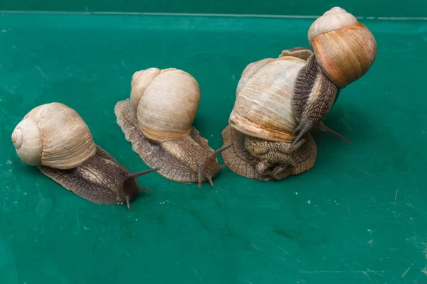 Weinbergschnecke auf grünem Hintergrund in Großaufnahme. — Stockfoto