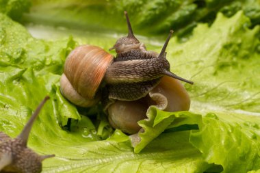 Hugs two cute snails.