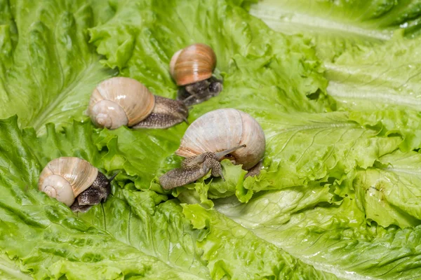 Funny snail on a wet leaf of salad close-up. — Stockfoto