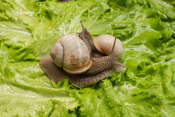 Incontro di due lumache . — Foto Stock