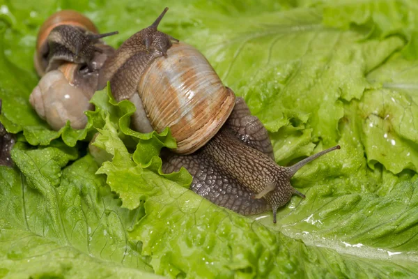 Funny snail on a wet leaf closeup. — Stockfoto