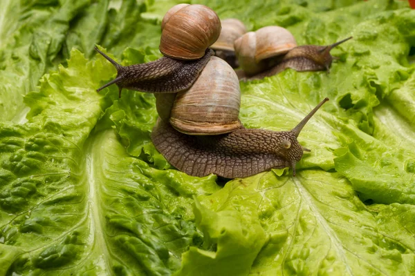 Funny snail close-up. — Stockfoto