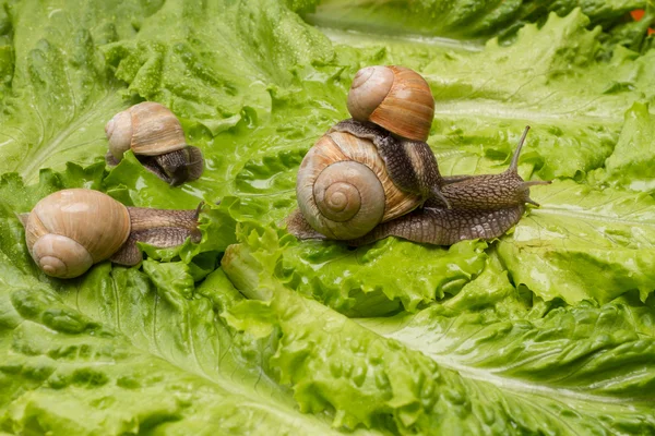 Satisfied snail on a walk. — Stockfoto