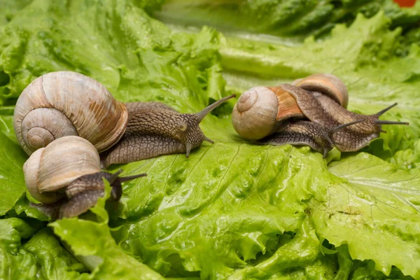 Four Snails walking on a green leaf. — Stockfoto