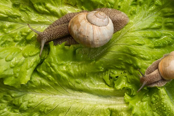 Grape snail on lettuce leaves close-up. — Stockfoto