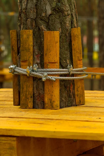 Befestigung eines Stahlseils um den Baum. — Stockfoto