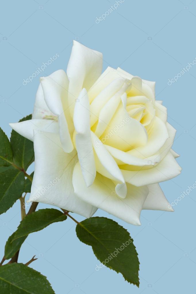 rosa blanca flor hermosa fotos de stock ol la la 76958369