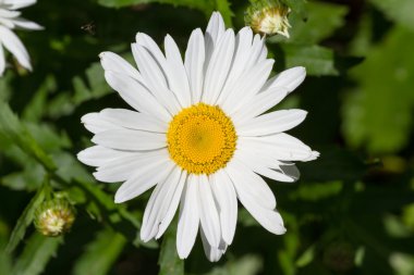 Beyaz papatya çiçeği..