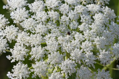 Alan bitki küçük beyaz çiçekli.