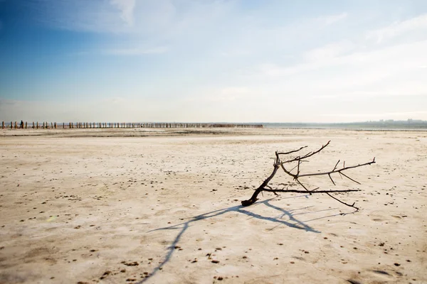 Çölde kum üzerinde ölü ağaçlar