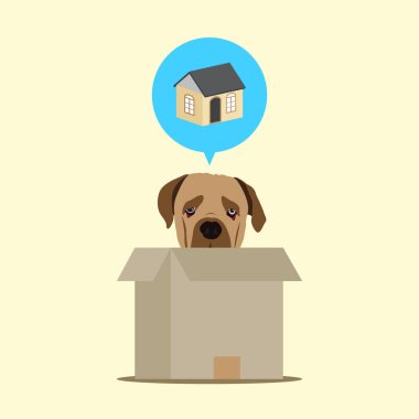 Terk edilmiş köpeğin bir eve ihtiyacı var.