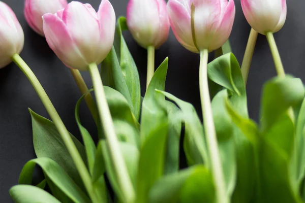 Tulipany na czarnym tle — Zdjęcie stockowe