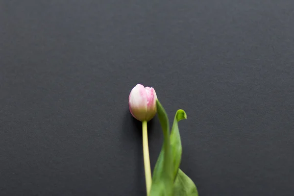 Tulipes sur fond noir — Photo