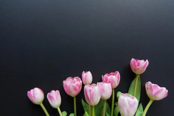 Siyah arkaplanda laleler