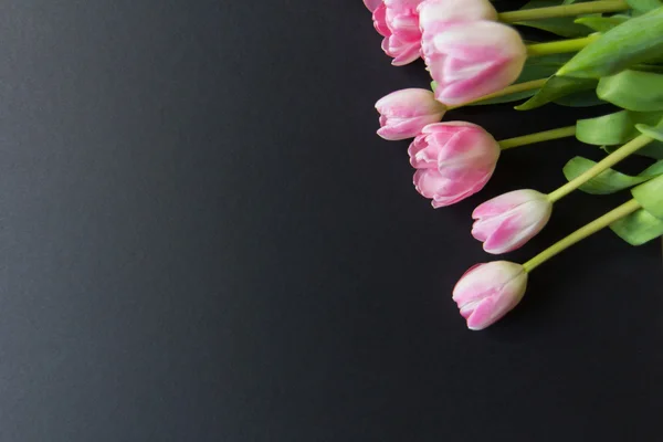 黑色背景上的郁金香 — 图库照片