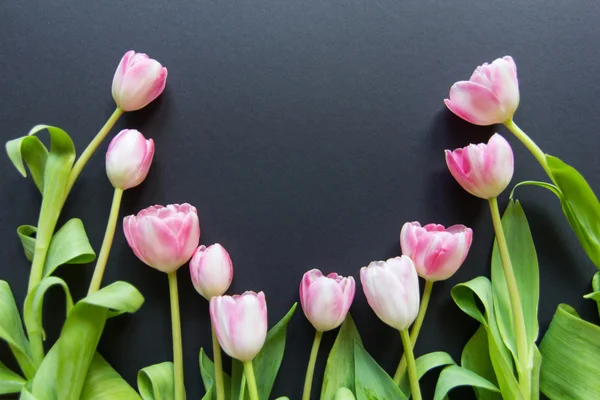 Tulips on a black background — Stock Photo, Image