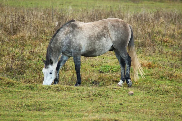 The horse runs and stands in the tall grass. Long mane, a brown horse gallops. In the fall, a brown horse grazes in the tall grass in the light of the sunset, yellow and green background.