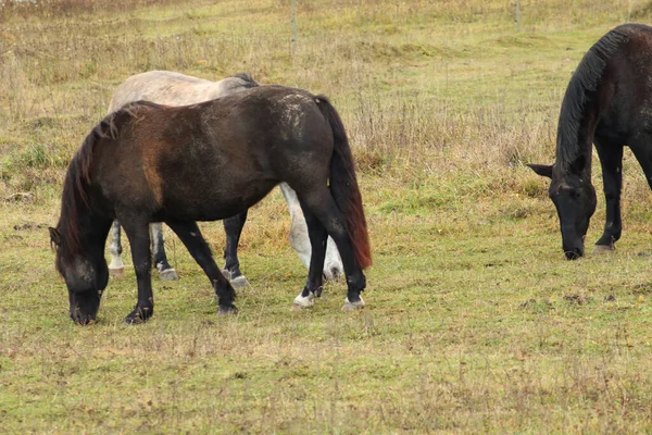 Das Pferd Läuft Und Steht Hohen Gras Lange Mähne Ein — Stockfoto