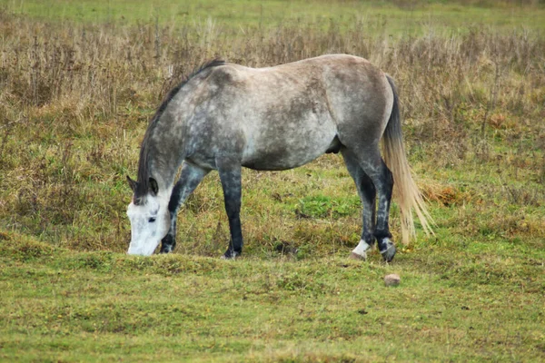 馬は走り 背の高い草の中に立っている 長い馬 茶色の馬のギャロップ 黄色と緑の背景の光の中で背の高い草の中に茶色の馬の放牧 ロイヤリティフリーのストック写真