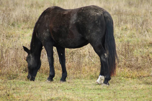 馬は走り 背の高い草の中に立っている 長い馬 茶色の馬のギャロップ 黄色と緑の背景の光の中で背の高い草の中に茶色の馬の放牧 ストックフォト