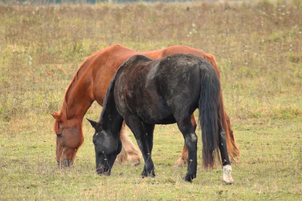 馬は走り 背の高い草の中に立っている 長い馬 茶色の馬のギャロップ 黄色と緑の背景の光の中で背の高い草の中に茶色の馬の放牧 ストック写真