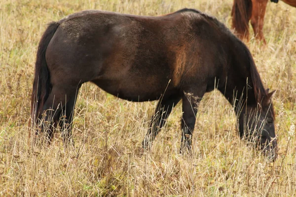 馬は走り 背の高い草の中に立っている 長い馬 茶色の馬のギャロップ 黄色と緑の背景の光の中で背の高い草の中に茶色の馬の放牧 ロイヤリティフリーのストック写真