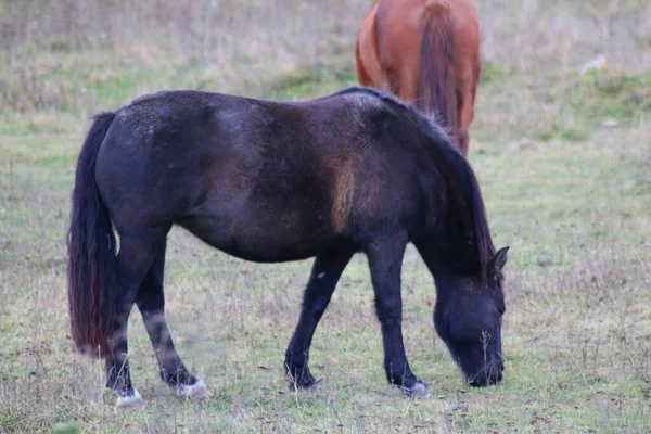 馬は走り 背の高い草の中に立っている 長い馬 茶色の馬のギャロップ 黄色と緑の背景の光の中で背の高い草の中に茶色の馬の放牧 ストックフォト