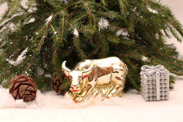 A metal bull stands against the background of green spruce branches as a symbol of the New Year and Christmas 2021. The background is white.