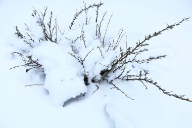Kış konsepti - ağaçlar büyük bir kar tabakasıyla kaplıdır. Erken bahar - eriyen kar, su damlacıklarıyla ağaçlarda eriyor..
