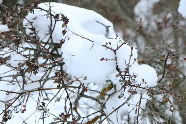 Kış Konsepti Ağaçlar Büyük Bir Kar Tabakasıyla Kaplıdır Erken Bahar — Stok fotoğraf