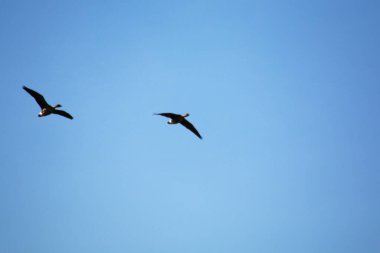 Mavi gökyüzünün arka planındaki yabani kazlar bahar göçü yapar. Yaban Kazları göçü.