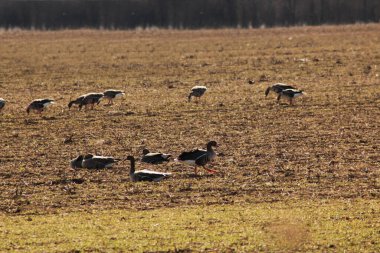 İlkbahar göçleri sırasında bir tarlada yemek yiyen yabani kaz sürüsü. Yaban kazlarının göçü.