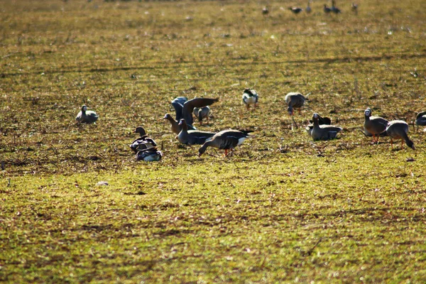 春の移動中に野生のガチョウの群れが畑で食べる 雁の移動 — ストック写真