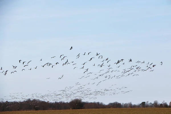 Dzikie Gęsi Tle Błękitnego Nieba Dokonują Wiosennej Migracji Migracja Dzikich — Zdjęcie stockowe