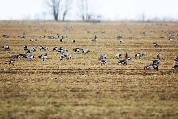 一群野鹅在春天迁徙的时候在田野里吃东西野生鹅的迁徙 — 图库照片