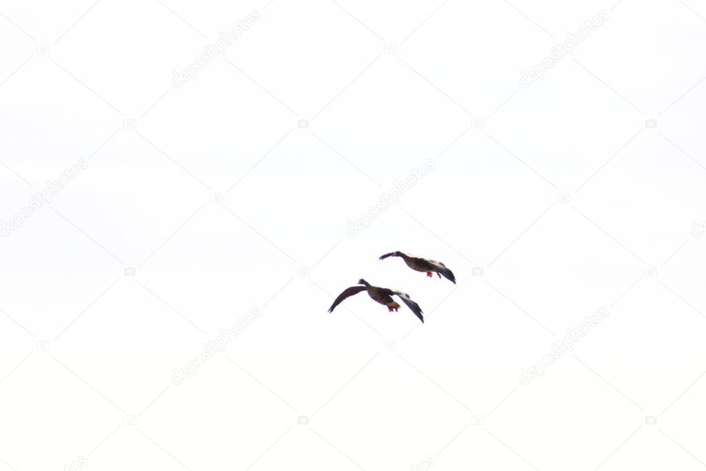 Wild geese on a background of blue sky make a spring migration. Wild geese migration.