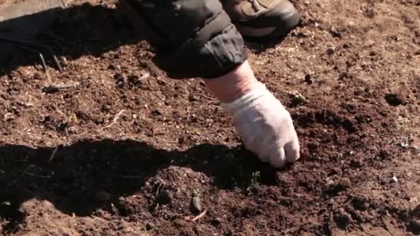 Una Mujer Planta Una Ensalada Jardín Primavera Planta Productos Orgánicos — Vídeo de stock