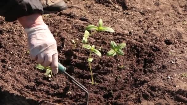 Μια Γυναίκα Φυτεύει Μια Σαλάτα Στον Κήπο Την Άνοιξη Φυτικά — Αρχείο Βίντεο