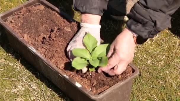 Жінка Навесні Саджає Салат Сад Рослина Органічних Продуктів Своїми Руками — стокове відео