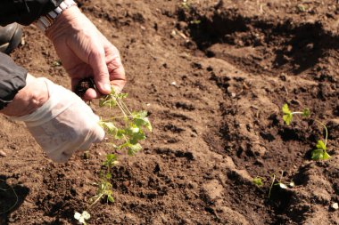 Baharda, bir kadın bahçeye sebze eker. Yazlık evinde kendi ellerinle organik ürünler yetiştir..