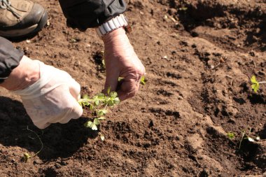 Baharda, bir kadın bahçeye sebze eker. Yazlık evinde kendi ellerinle organik ürünler yetiştir..