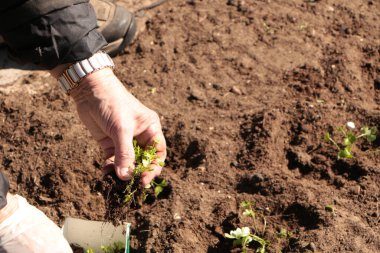 Baharda, bir kadın bahçeye sebze eker. Yazlık evinde kendi ellerinle organik ürünler yetiştir..