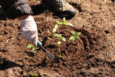Baharda, bir kadın bahçeye sebze eker. Yazlık evinde kendi ellerinle organik ürünler yetiştir..